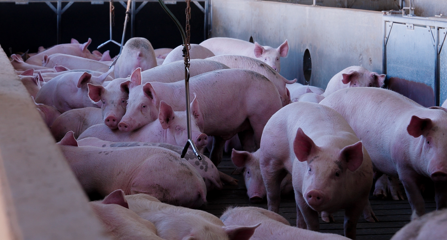 Animal welfare