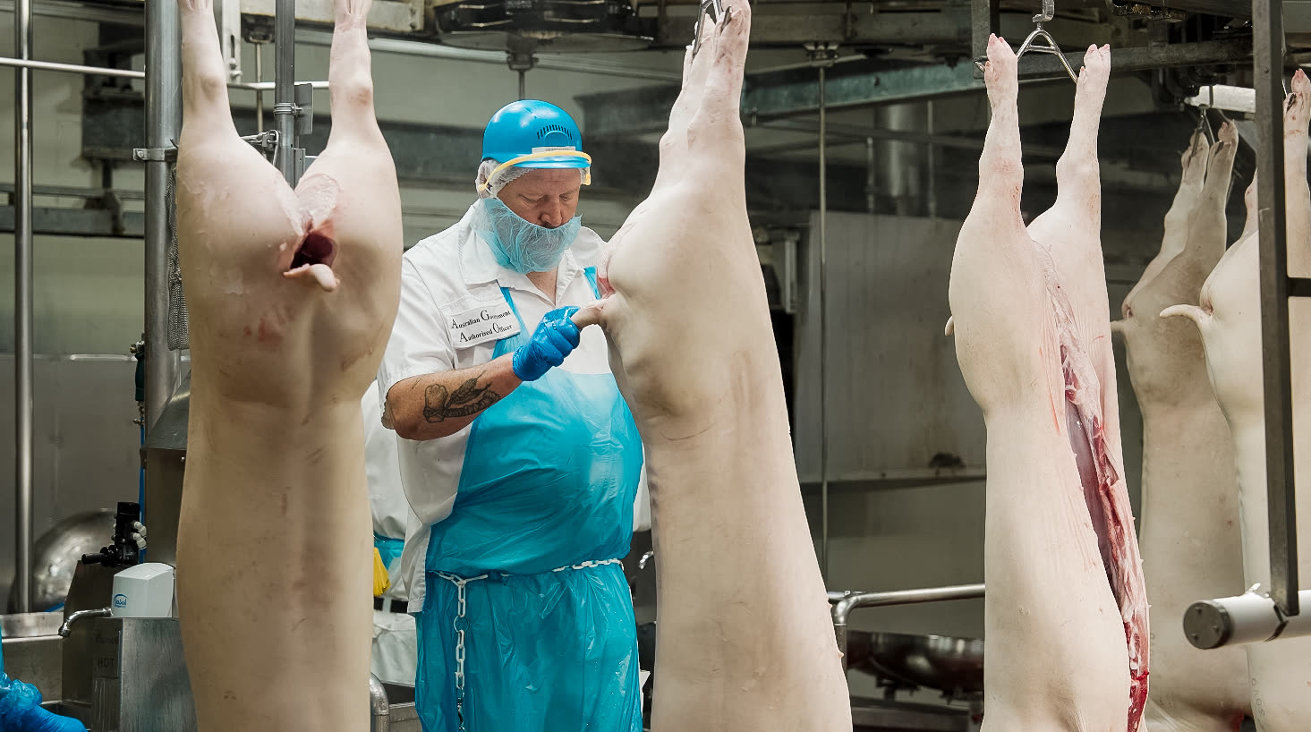 A government regulatory official on site at Big River Pork